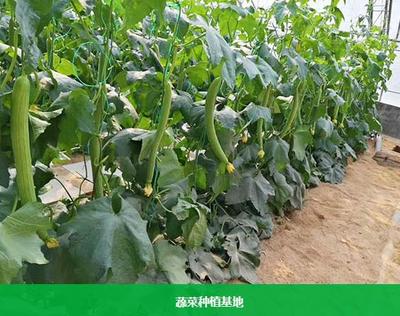 東莞蔬菜配送服務助力餐飲管理升級